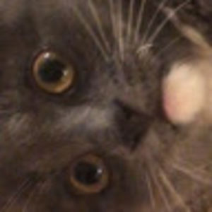 Meet your Posher, Jojo